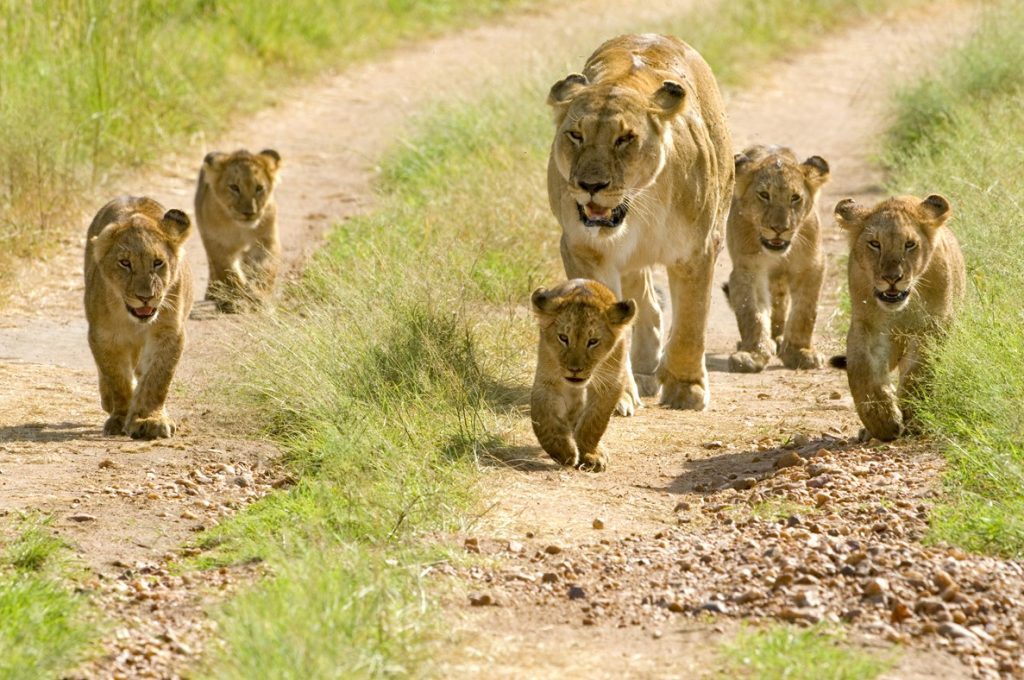 Lions in Ngorongoro